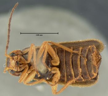 Media type: image;   Entomology 3401 Aspect: habitus ventral view